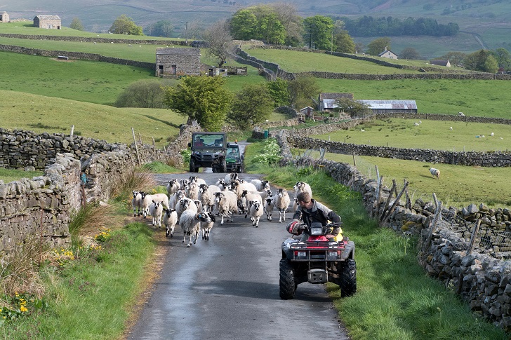a quad bike leading a flock of sheep along a country lane in hilly countryside with drystone walls