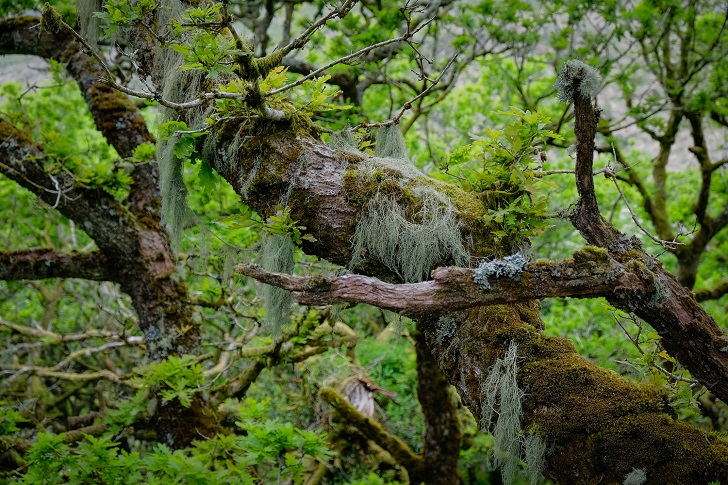 Stringy lichens hang from the mossy branch of a tree in a dense woodland