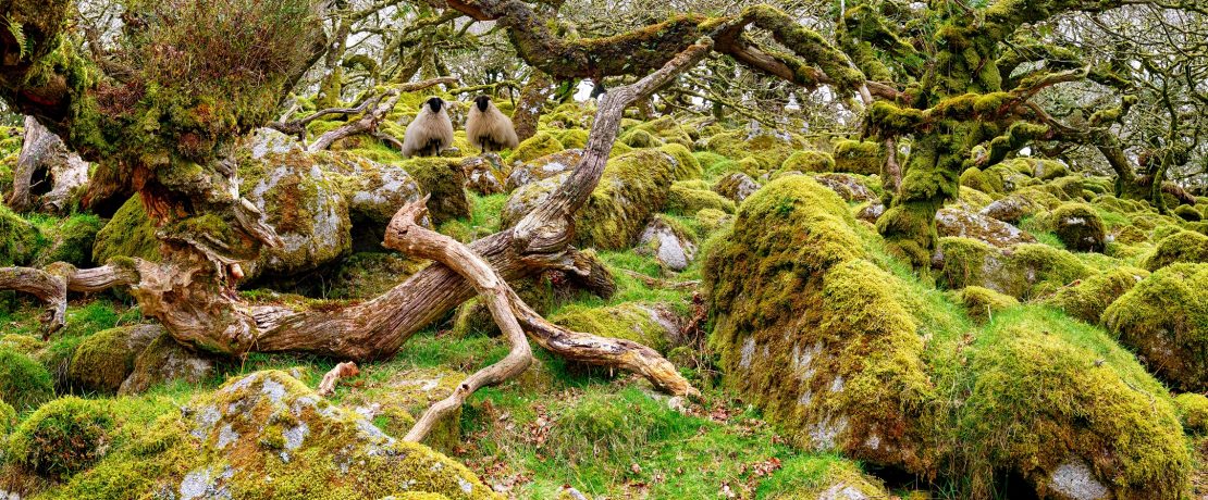 Two sheep among trees on rocky ground covered in moss