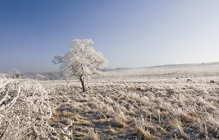 a hedgerow pasture and tree covered in white frost