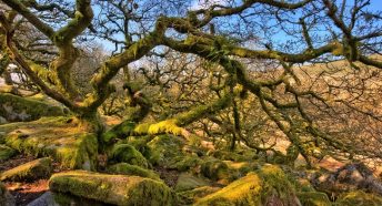 Bare trees in a rocky woodland with blue sky above and a brown, autumnal landscape beyond