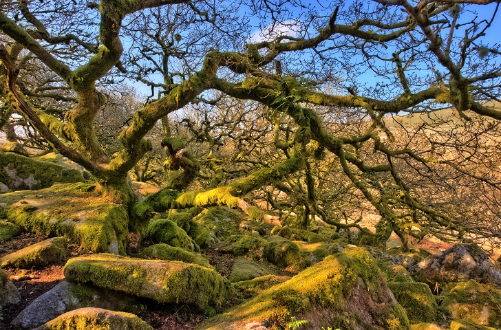 Bare trees in a rocky woodland with blue sky above and a brown, autumnal landscape beyond