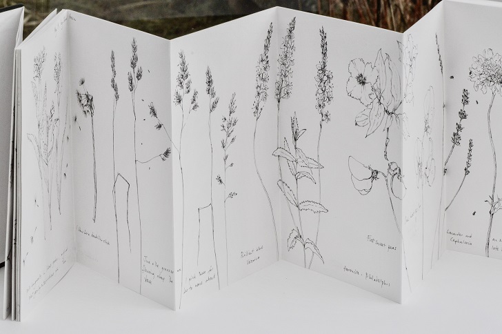 Pencil drawings of plants and flowers on folded white paper