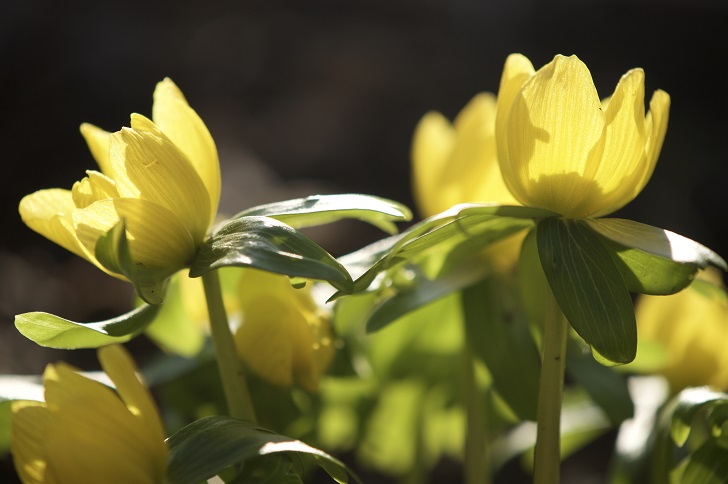 Yellow flowers on a green plant in sunlight