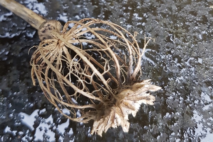 Skeletal remnants of a poppy seedhead