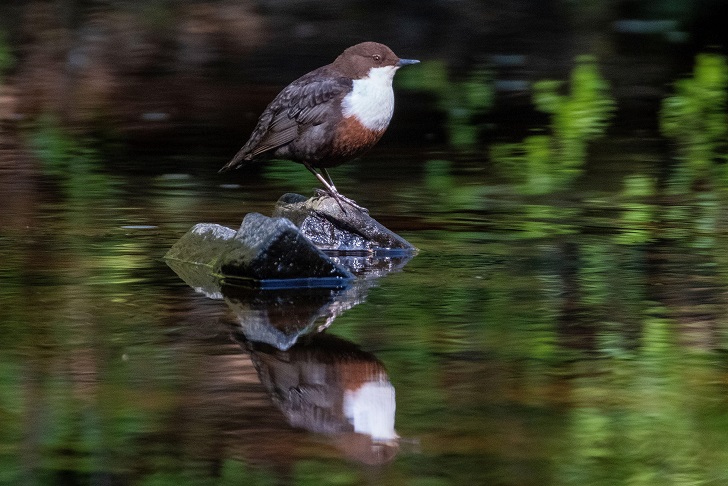 a brown bird with a white chest perched on a rock in a flowing river