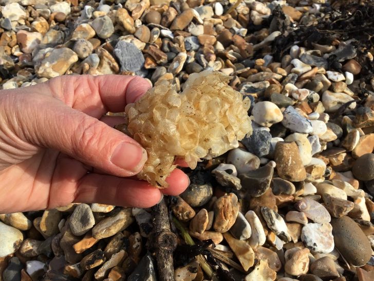 Hand holding whelk egg cases on pebble background