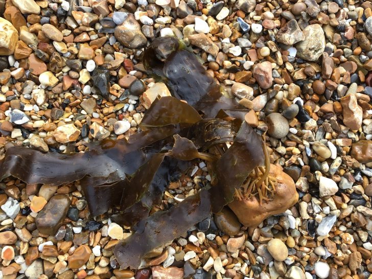 Kelp holding fast to a pebble