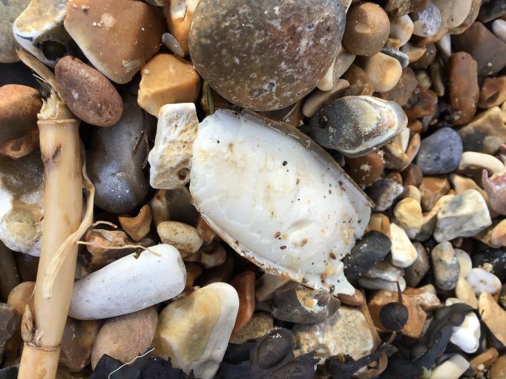 Piece of cuttle bone on pebbles