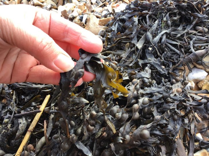 Hand holding bladderwrack on pebble beach