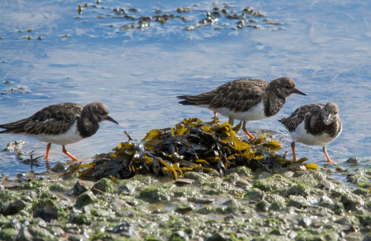 Three turnstone birds pick their way over a pebble beach looking for food