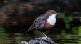 A brown and white bird perched on a stone in a river