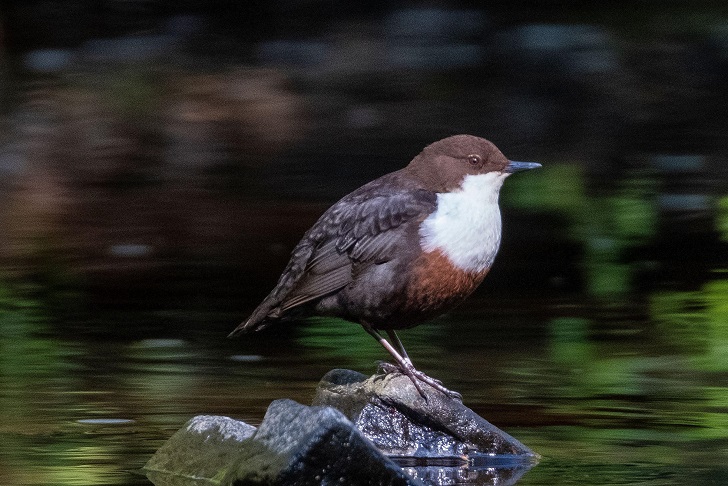 A brown and white bird perched on a stone in a river