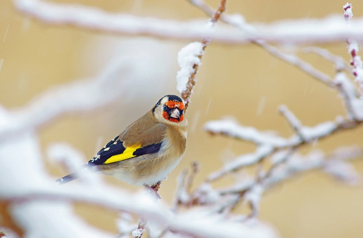 A goldfinch perched on a snow covered tree