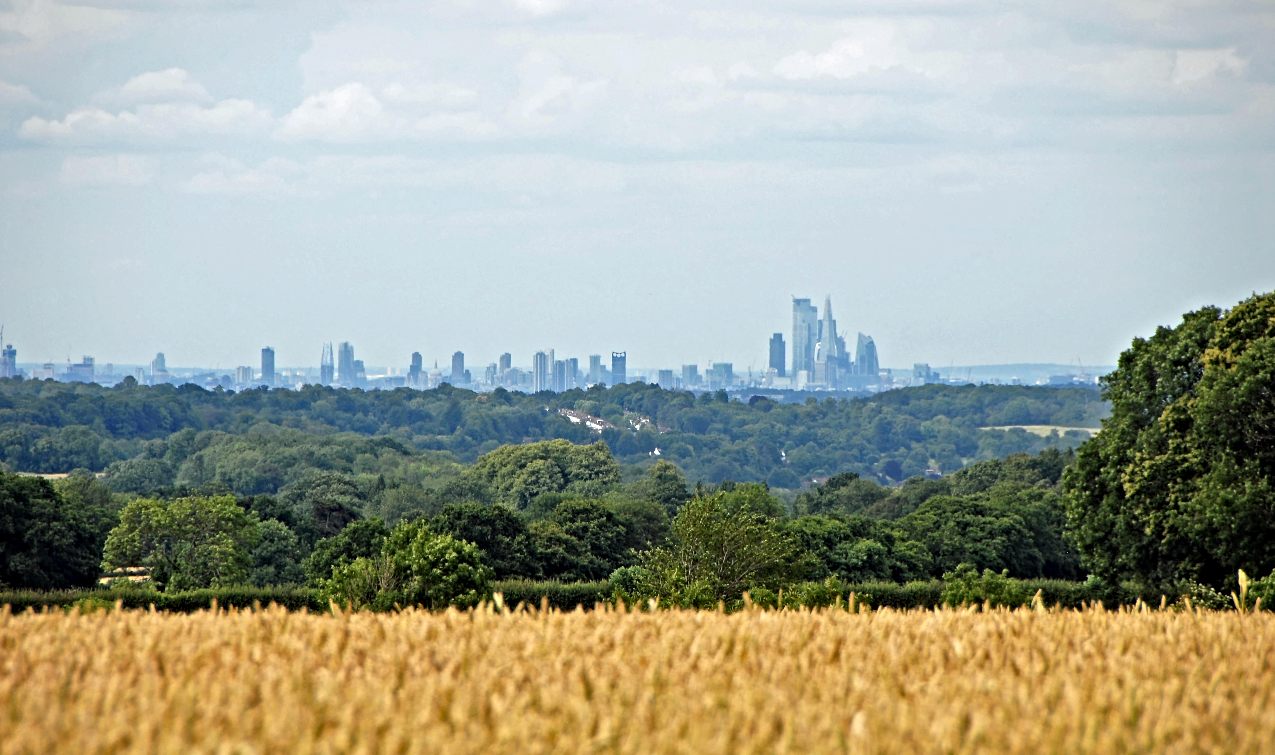 A view of London's skyline from a wheat field