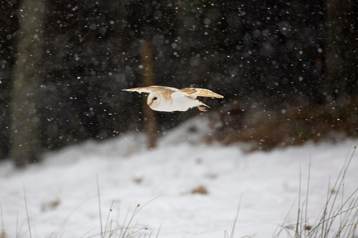A barn owl in flight in snow near woodland