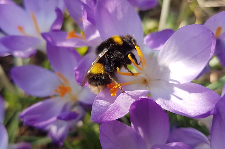 A bumble bee on a purple flower