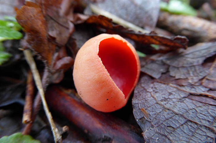 A pink fungi growing among woodland 