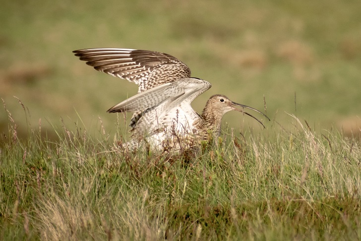 a curlew flapping its wings with curved bill open