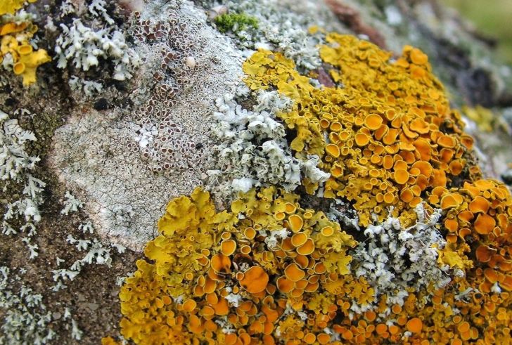 Yellow trumpet-shaped cornets of bright lichen on a rock
