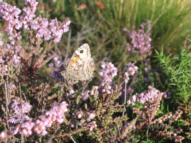 A grey brown butterfly perches on pink heather