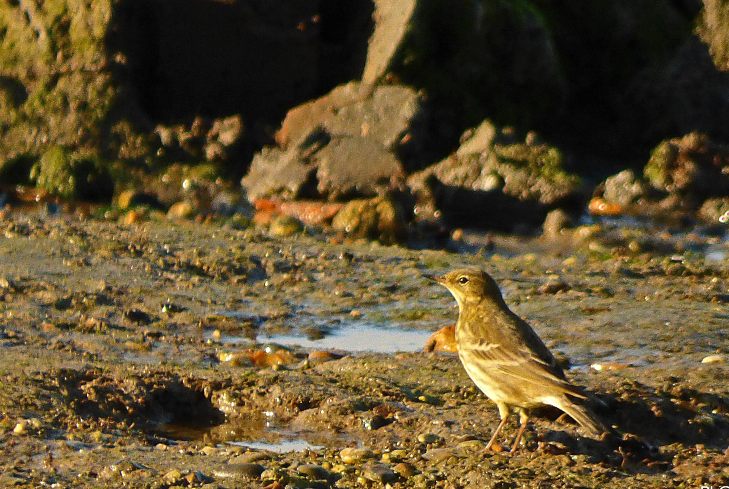 A small brown bird on a sandy, pebbly beach