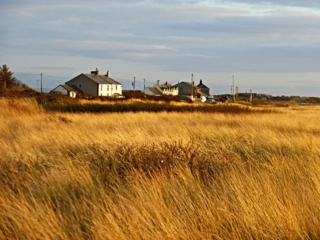 Grasses in warm sunset light with houses beyond