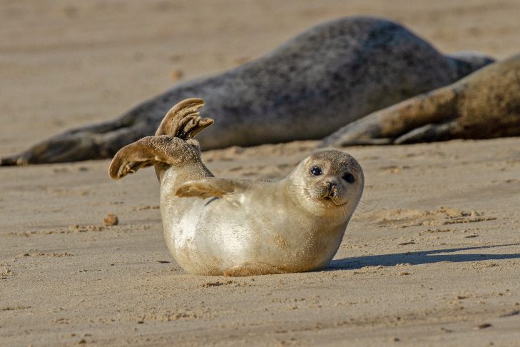 A seal pup lies on the sand and looks to the camera