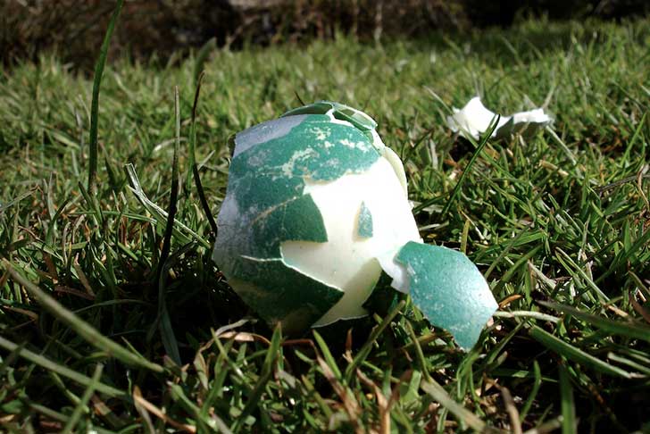 A broken egg with a blue shell lies in grass