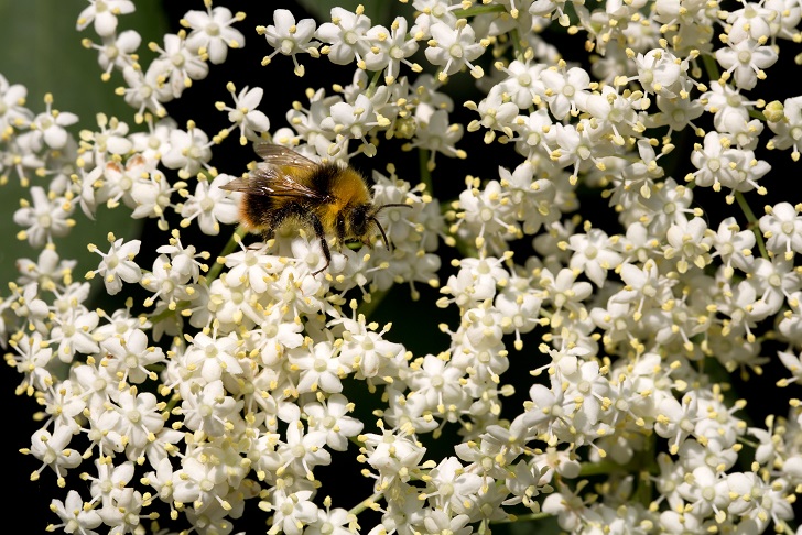 A bee in white elderflower blossom