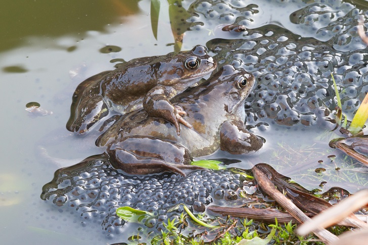 Two common frogs in a pond with twigs and frogspawn