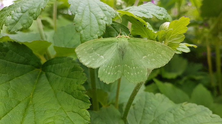 A large green moth camouflaged in green leaves