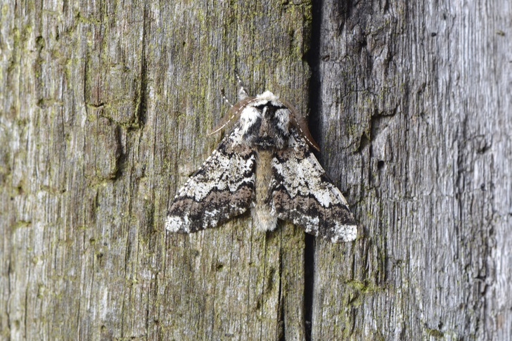 a patterned moth on a piece of wood