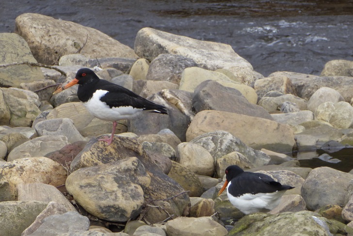 two black and white birds on rocks in a river