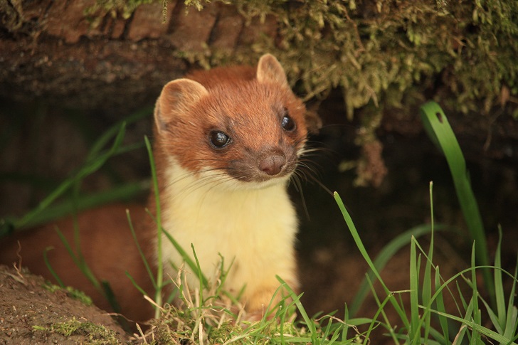 A brown and white stoat under a log