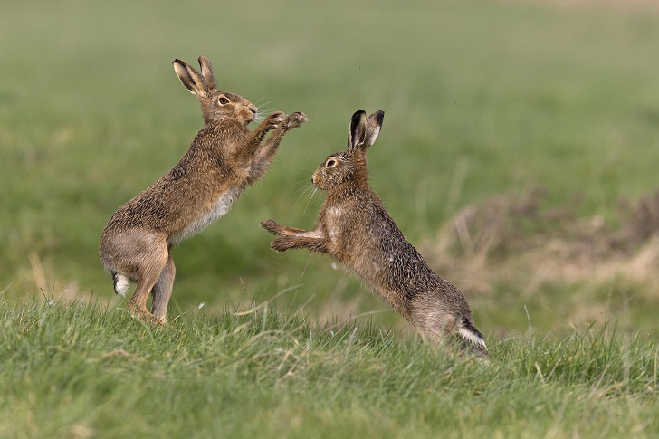 two hares boxing in a green field