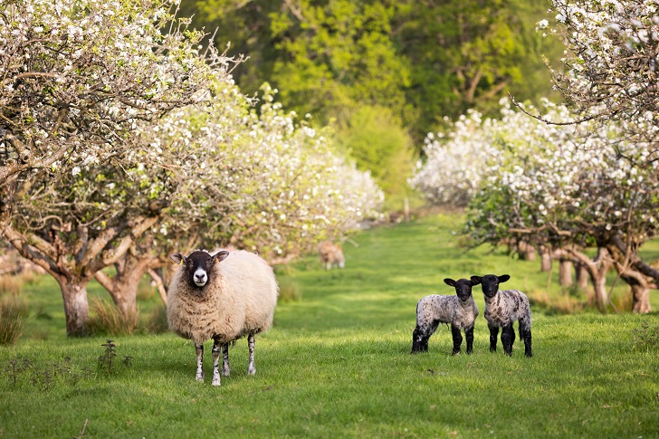 A sheep and two lambs in a blossoming orchard