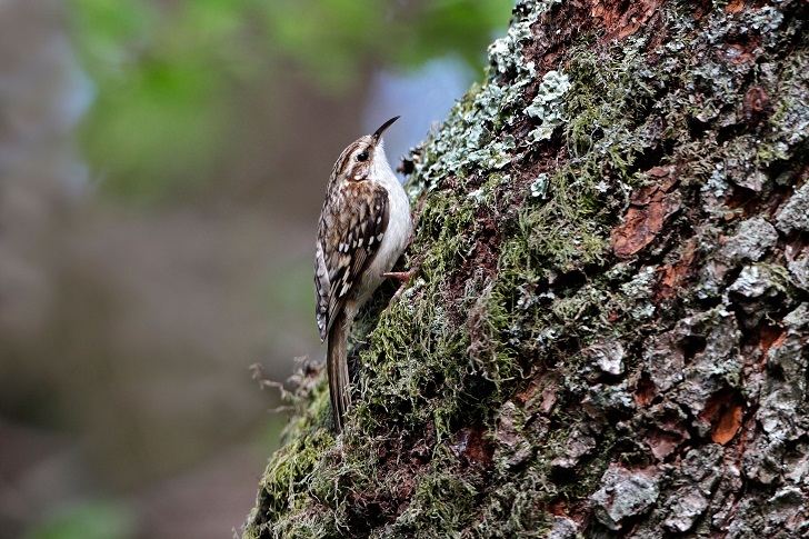 a brown and white bird climbing a lichen covered tree