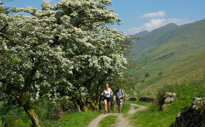 two walkers in summer on a hillside footpath alongside blossoming trees