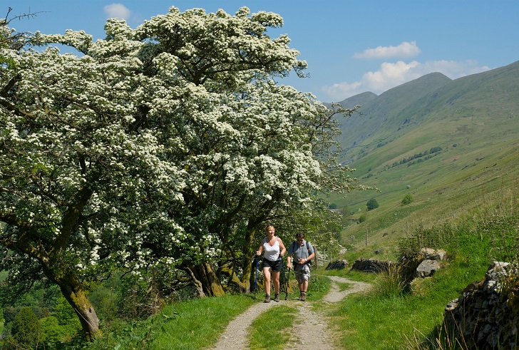 two walkers in summer on a hillside footpath alongside blossoming trees