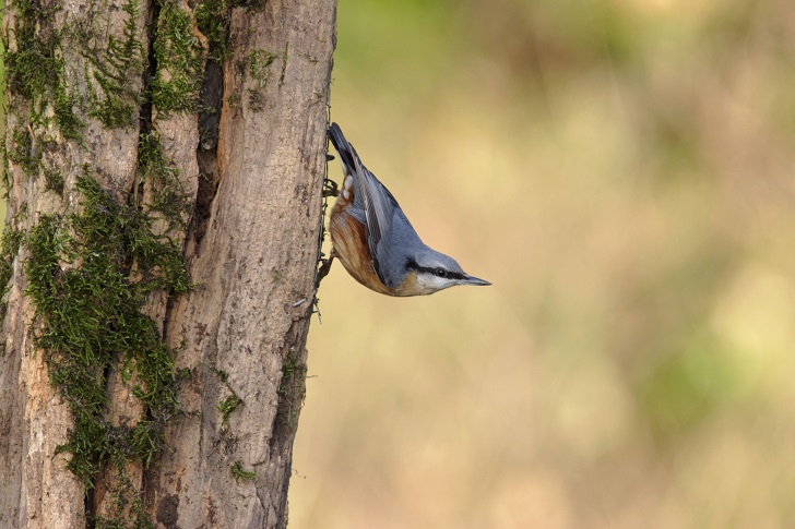 a small blue and orange bird climbing down a tree trunk