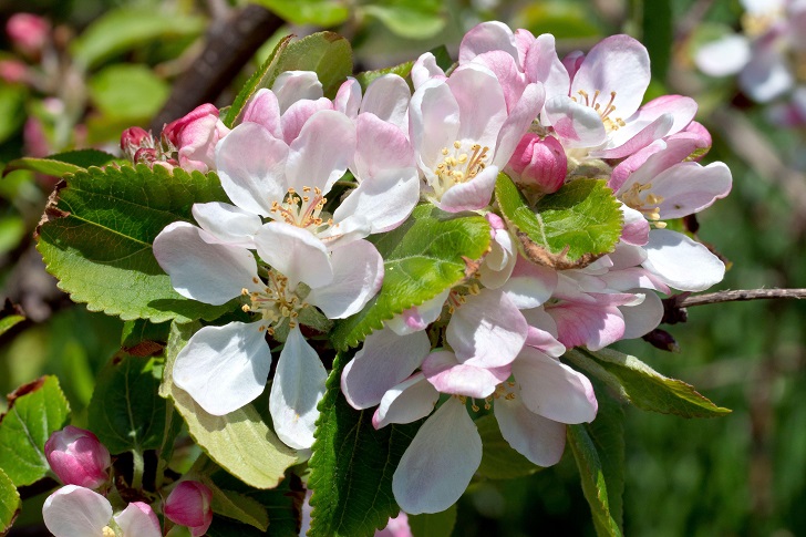 Close up of crab apple blossom