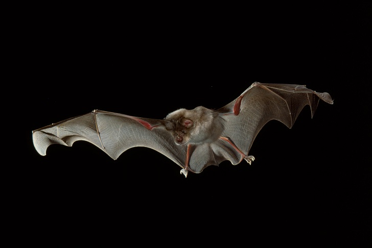 A bat in full flight in night sky