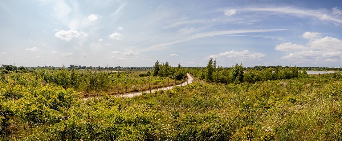 A footpath running through green vegetation