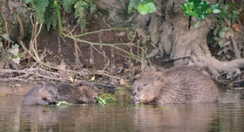 A beaver and two young kits on a muddy river bank