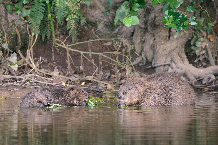 A beaver and two young kits on a muddy river bank