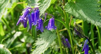 Close up of English bluebell in nettles