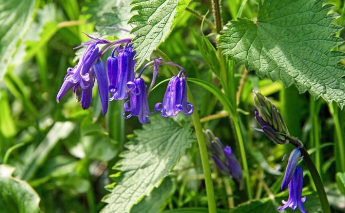 Close up of English bluebell in nettles