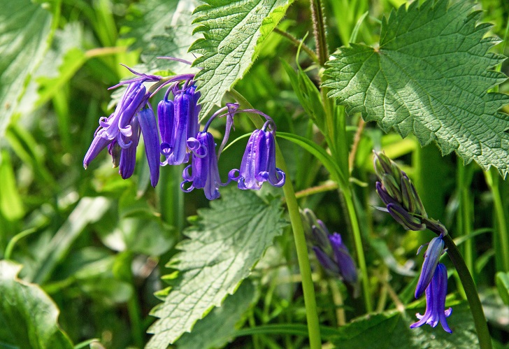 Close up of English bluebell in nettles