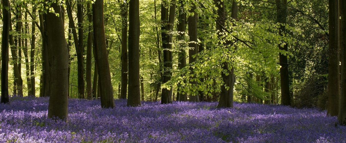 A carpet of deep blue bluebells in woodland